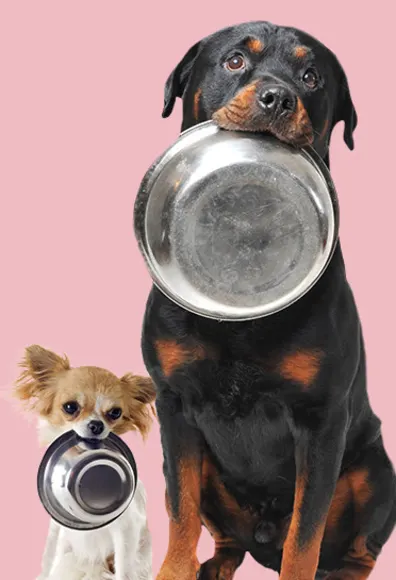 dogs with bowls in their mouths on light pink back ground